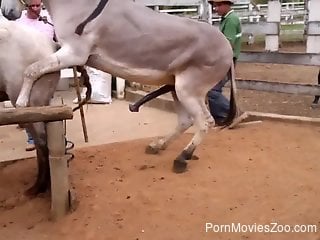 Kinky donkey is fucking a beautiful horse from behind