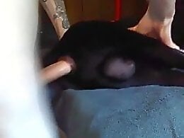Animal porn and zoo sex